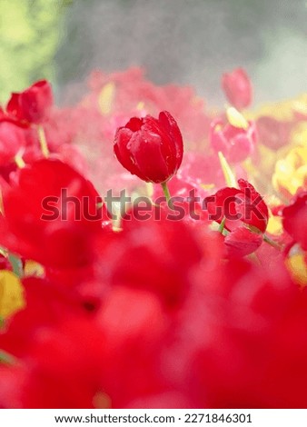 Beautiful colorful tulip in the garden for wallpaper or background, nature picture, selective focus.