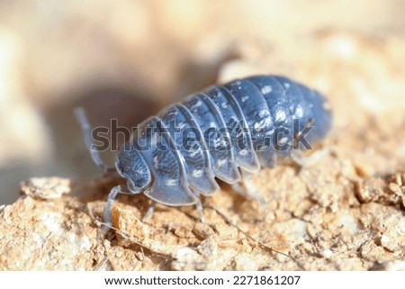 
Macro picture of a blue woodlouse 