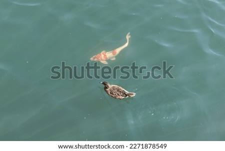 This stock photo captures a group of vibrant koi fish and ducks swimming harmoniously in a rich green lake.