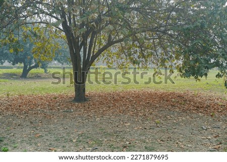 Autumn leaves fell down below a big deciduous tree. Deciduous trees usually have large, broad leaves. The end of winter at Kolkata, West Bengal, India. Royalty-Free Stock Photo #2271879695