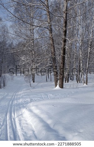 In the winter park at the beginning of spring, in March, a ski track between trees