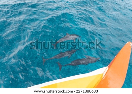 Dolphin spot in Lakshadweep Island