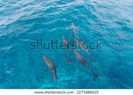 Dolphin spot in Lakshadweep Island Royalty-Free Stock Photo #2271888635