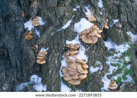 Oyster mushrooms grown on a dead tree surrounded by snow, creeping mint, and moss Royalty-Free Stock Photo #2271893855