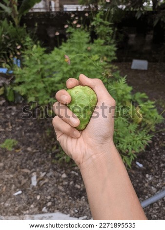 Holding A Fruit Called Buah Noni in Daylight 