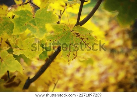 Beautiful autumn landscape with yellow trees and sun. Colorful foliage in the park. Falling leaves background