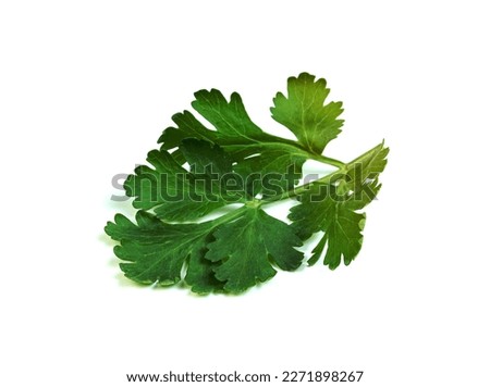 leaf Coriander or Cilantro isolated on white background ,Green leaves pattern   Royalty-Free Stock Photo #2271898267