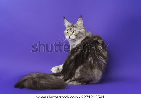 Rear view of cat looking over shoulder to side. Domestic Longhair Maine Coon Cat with big fluffy tail black silver classic tabby and white color. Part series of sitting cute kitty on blue background Royalty-Free Stock Photo #2271903541