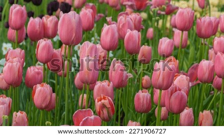 Pink Color Tulips Blooming In A Public Park, Garden, Backyard, Desktop Wallpaper