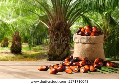 Palm oil nuts in burlap sack with palm oil farming background. Royalty-Free Stock Photo #2271910043