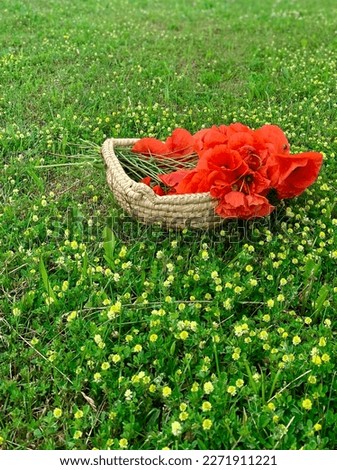 Poppy in the basket on green field