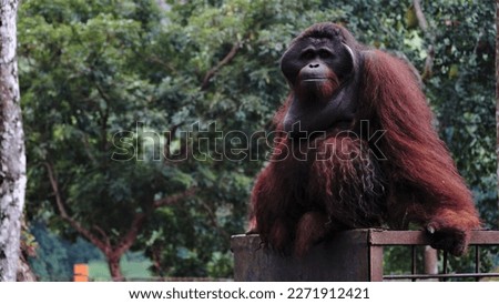 the picture of orang utan