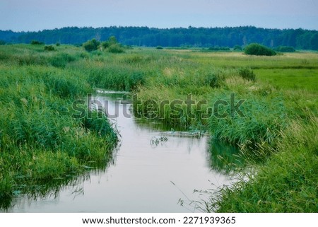 River running through tall grass and tall grass.