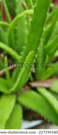 aloe vera flower looks blurry in the daytime with sunlight with a high angle view in the photo in front of the house