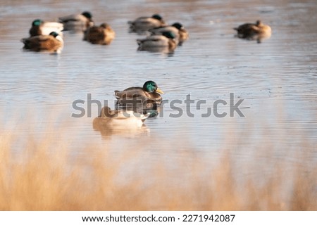 A large flock of ducks eats abandoned bread on the lake, Ducks and drakes swim on the water.