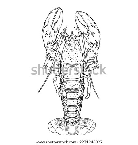Drawn in ink hand drawn lobster. Marine food banner, flyer design. Engraved isolated art. Delicious cuisine objects. Use for promotion, market, store banner, restaurant menu. Vector eps 10