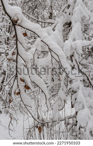White snow on a bare tree branches on a frosty winter day, close up. Natural background. Selective botanical background. High quality photo.