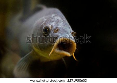 carp fish - Cyprinus carpio close up