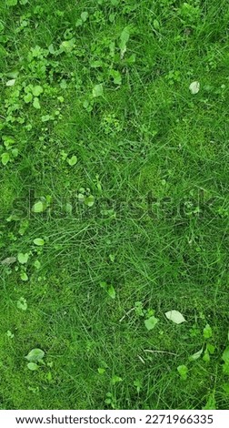 This is the picture of grass in one of the parks in Kyiv, Ukraine. It was taken in early fall 2022.