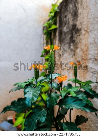 Stock photo of Beautiful orange color crossandra flower with green leaves blooming in the home garden at Gulbarga, India. It is also known as firecracker flower It is a tropical evergreen sub shrub.