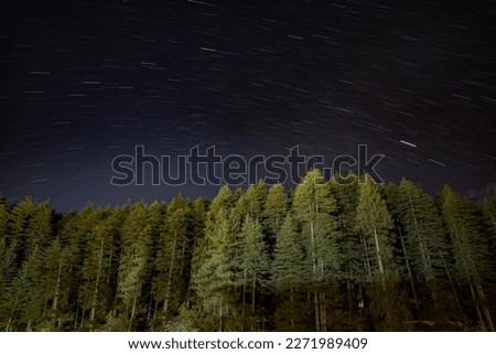 Nightscape Pine Trees Under Starry Sky. Landscape of Pine Trees and Stars in the night Sky.