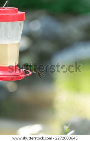 hummingbird feeder in zoo, copy space. hummingbird feeder outside. photo of hummingbird feeder.