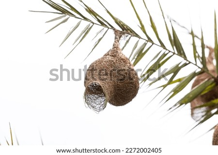 Baya Weaver is setting up a nest. Birds build nests, The baya weaver (Ploceus Philippines) is a weaver bird found throughout the Indian subcontinent and Southeast Asia. Royalty-Free Stock Photo #2272002405