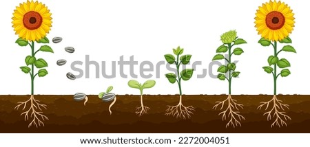 Life Cycle of a Sunflower Plant Diagram for Science Education illustration Royalty-Free Stock Photo #2272004051