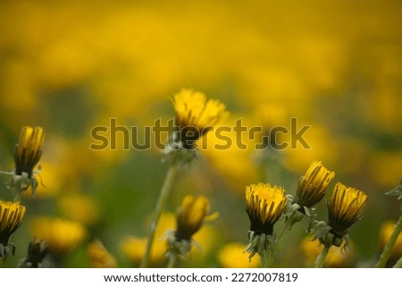 Dandelion family yellow background image