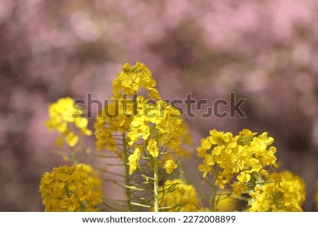 Rape flowers photographed against the background of pink Kawazu cherry blossoms