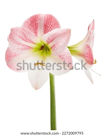 Hippeastrum or Amaryllis flowers ,Pink amaryllis flowers isolated on white background, with clipping path                                                               Royalty-Free Stock Photo #2272009795