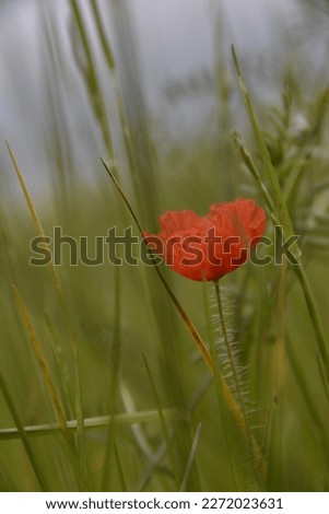 A slightly wrinkled red poppy flower in the green grass with little depth of field (unedited)