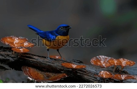 Beautiful bird setting on the wood Royalty-Free Stock Photo #2272026573