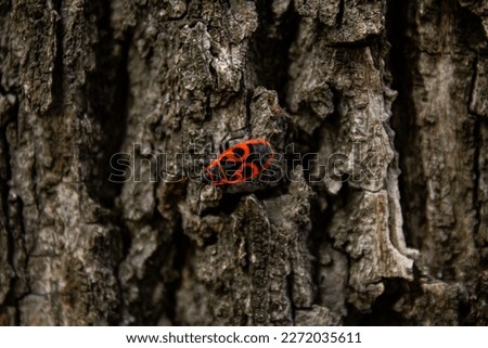 bedbug soldier sits on the bark of a tree
