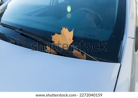  Dry yellow maple leaf on a transparent window of the car.