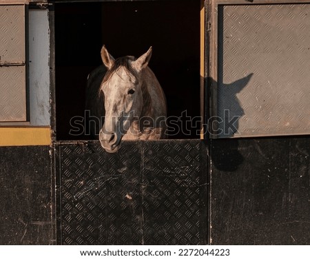 dapple gray horse in stable natural horse farm livestock village view