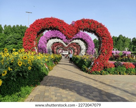 Dubai Miracle Garden or Butterfly Garden. The entire park is decorated with flowers, which will surely impress you. Wherever the eye goes, there is a flower ceremony. A few clips,which are not edited  Royalty-Free Stock Photo #2272047079