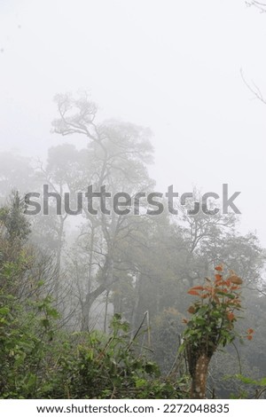 Picture of a dense foggy tropical forest