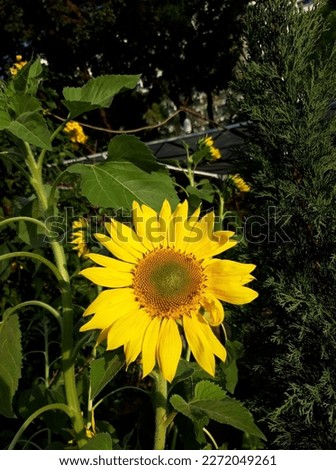 Pretty sunflower as bright as sun 