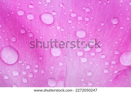 dew drops on a peony petal Royalty-Free Stock Photo #2272050247