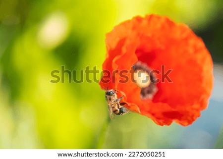 bee sits on the edge of a red poppy flower