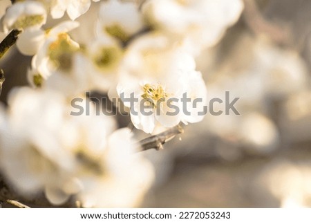 Fluffy and cute white plum blossoms in March Royalty-Free Stock Photo #2272053243
