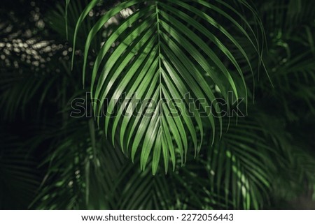 Tropical palm leaves, floral pattern background