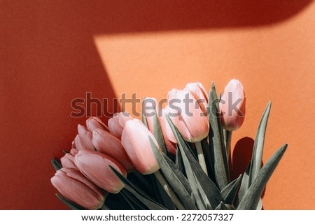 Gently pink tulips on the bright orange background. Spring background with a bouquet of flowers with copy space. Top view