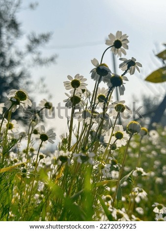 Spring daisies in the morning sunlight