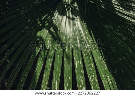 adventure nature background of green forest, tropical forest in green filter, concept of ecology and destination progress