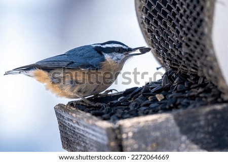 Red-breasted nuthatch (Sitta canadensis) perched on bird feeder and feeding on sunflower seeds, winter scene