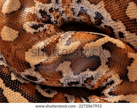 snake scale macro close up