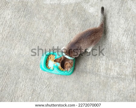 Brown cat eating outdoors in the afternoon.  Great for animal, cat, dog, backdrop, one, pet, small, natural and more.