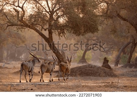 The common eland, also known as the southern eland or eland antelope with back light with sunset in Mana Pools National Park in Zimbabwe Royalty-Free Stock Photo #2272071903